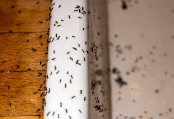 Best Residential Pest Control  in Glen Cove, NY