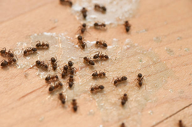 Professional Pest Control in Glen Cove, NY